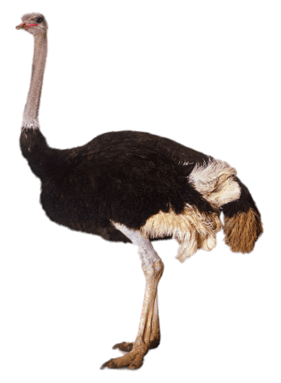 Adult Ostrich