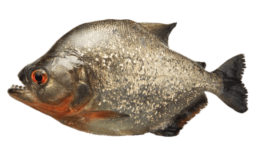 Grey Piranha