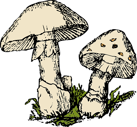 Illustration of Mushrooms