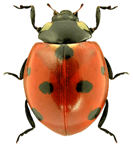 Top Ladybug