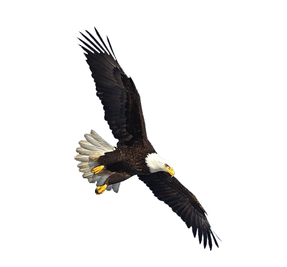Us Eagle Flying