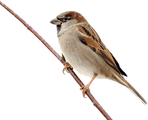 Sparrow On Branch