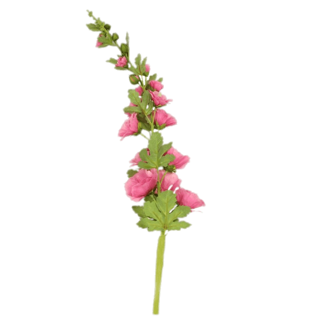 Pink Hollyhock Stem