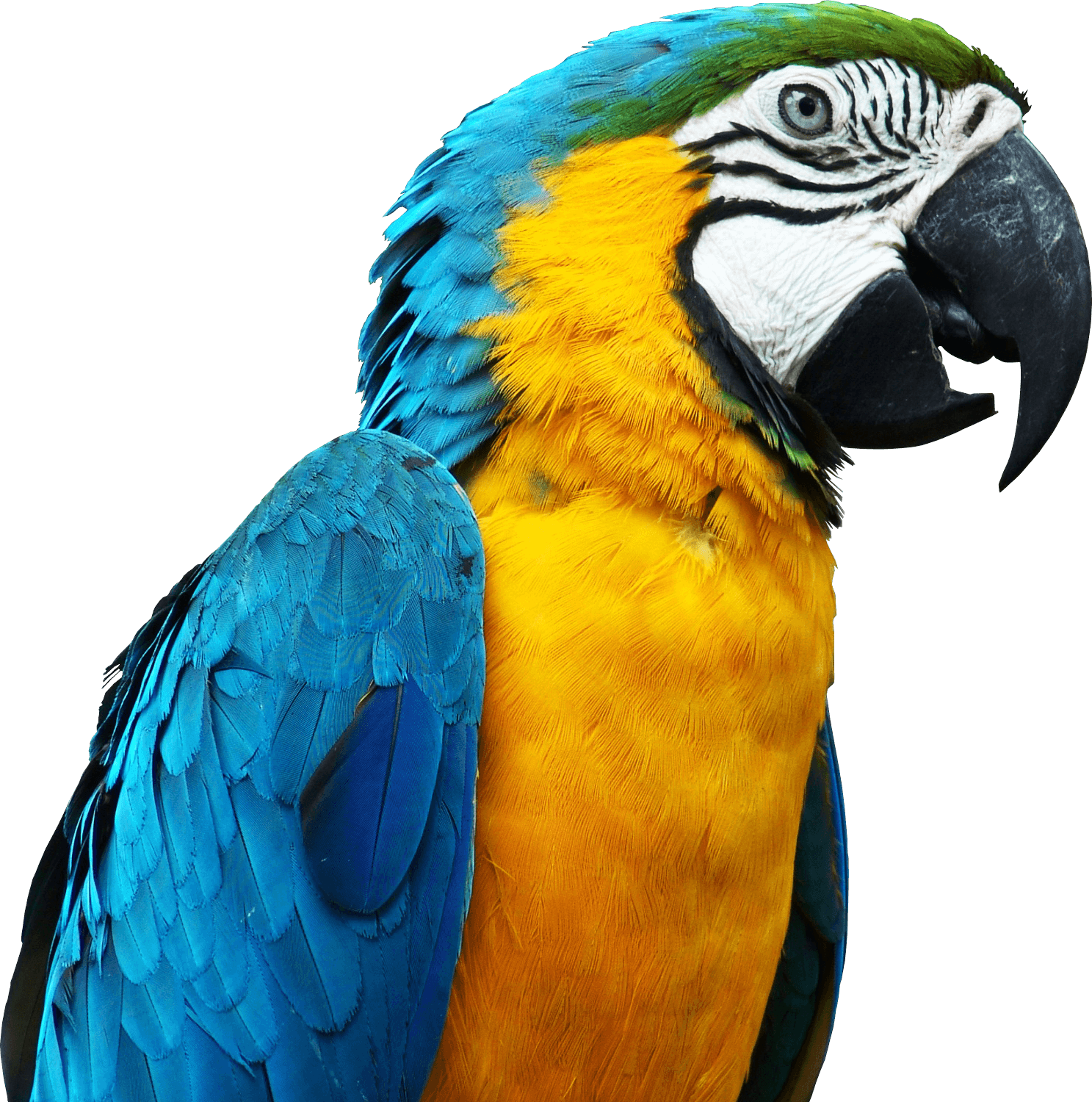 Large Parrot Head