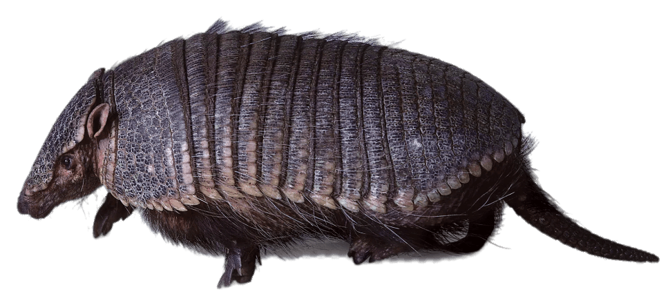Armadillo Walking