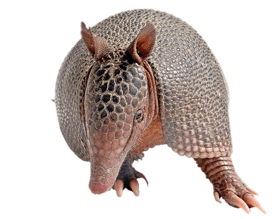 Armadillo Front View