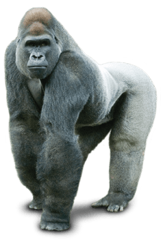 Gorilla Silver Back