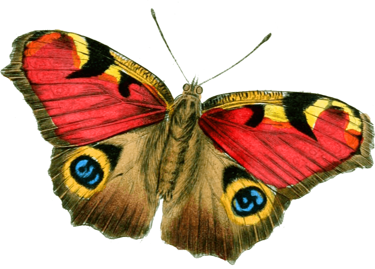 Red Yellow Butterfly