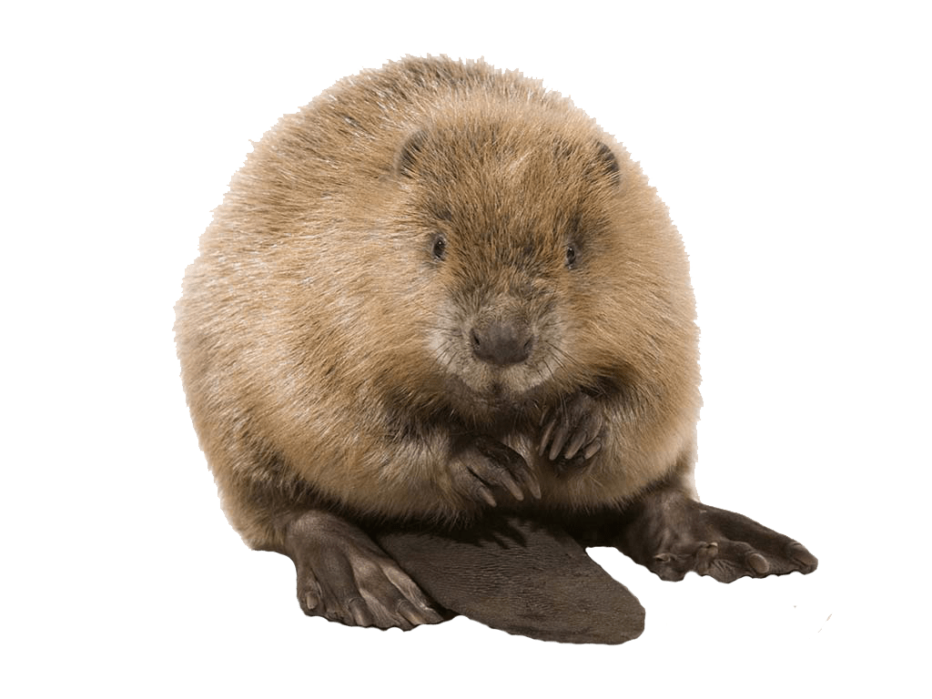 Cute Beaver