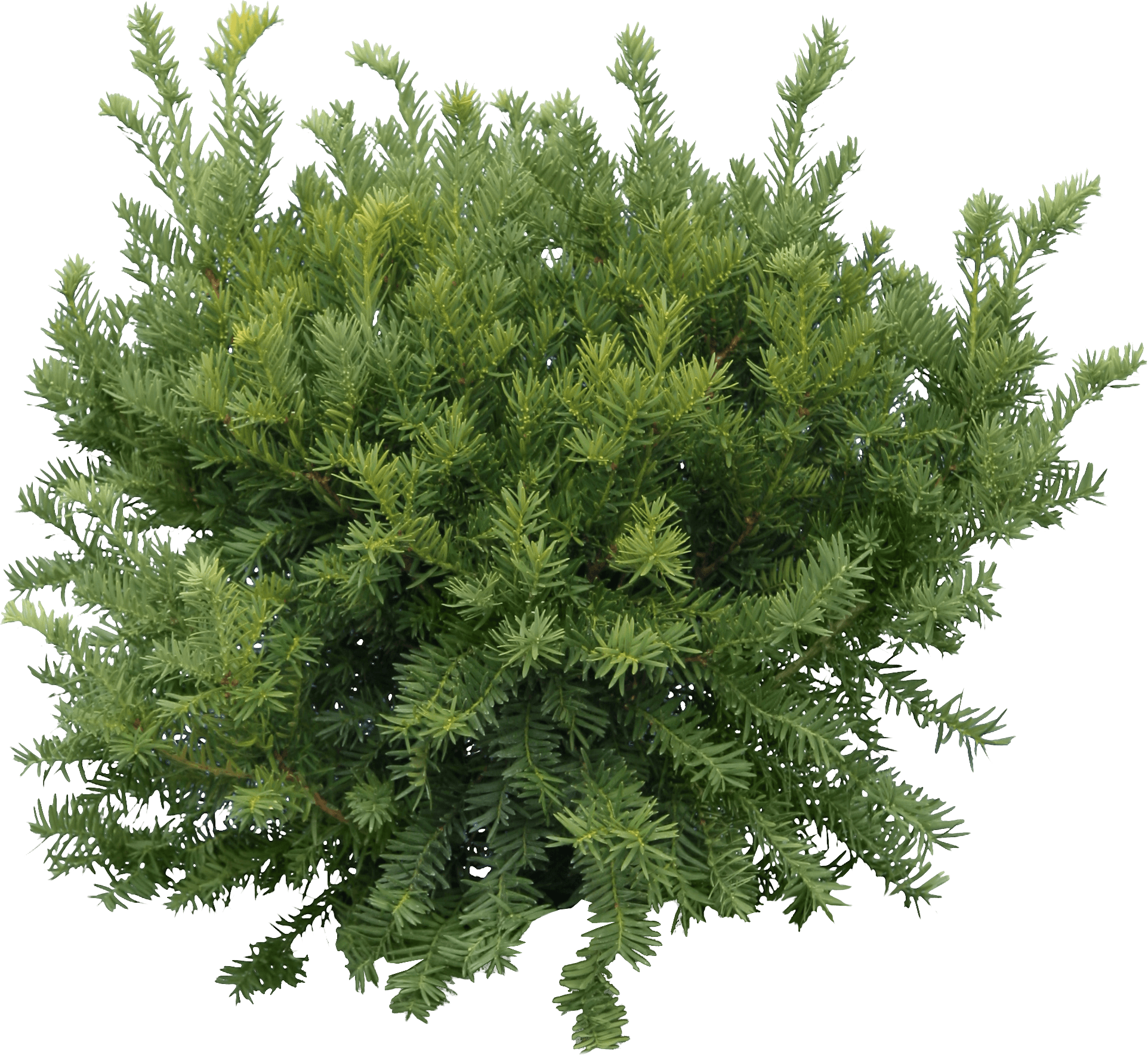 Bush Fir Tree