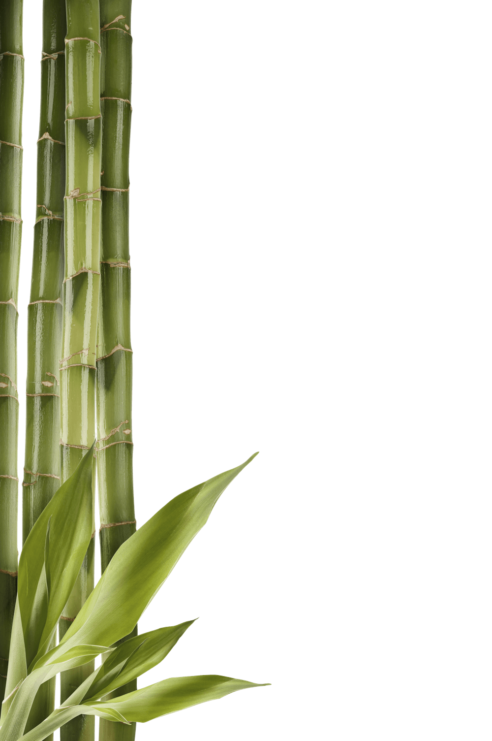Bamboo Left Side