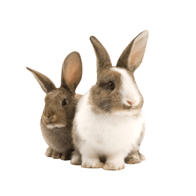 Rabbit Duo