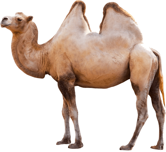 Camel