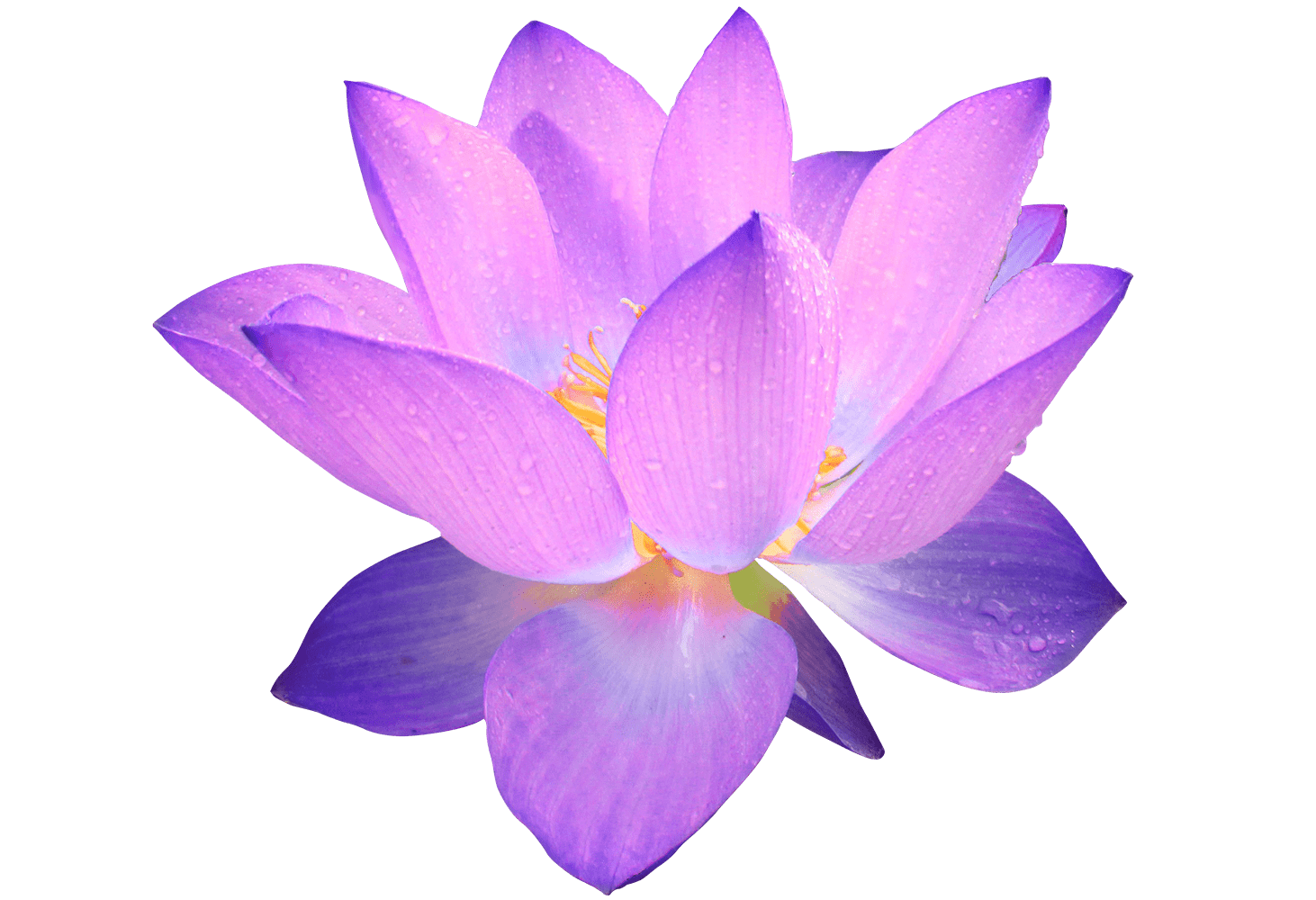 Purple Flower
