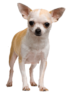 Chihuahua Face Dog