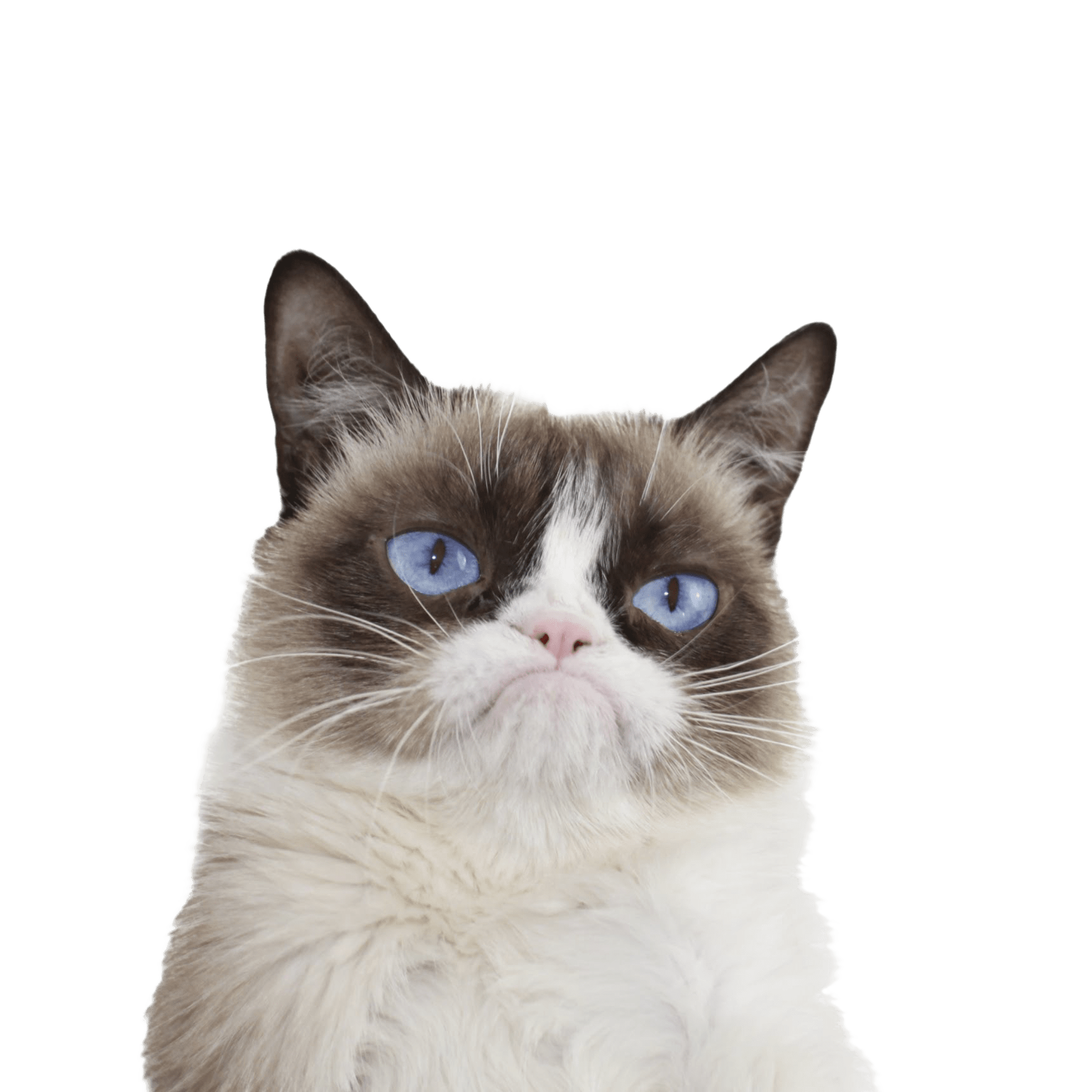 Grumpy Cat Blue Eyes
