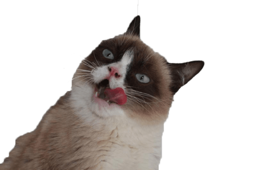 Grumpy Cat Tongue