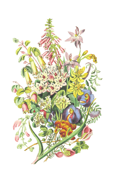 Colorful Bouquet Of Wildflowers