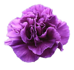 Violet Carnation