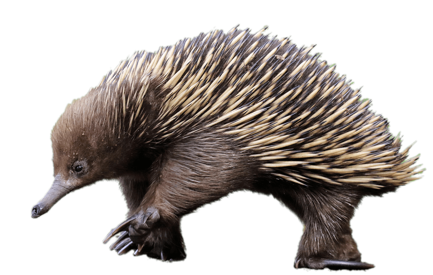 Echidna