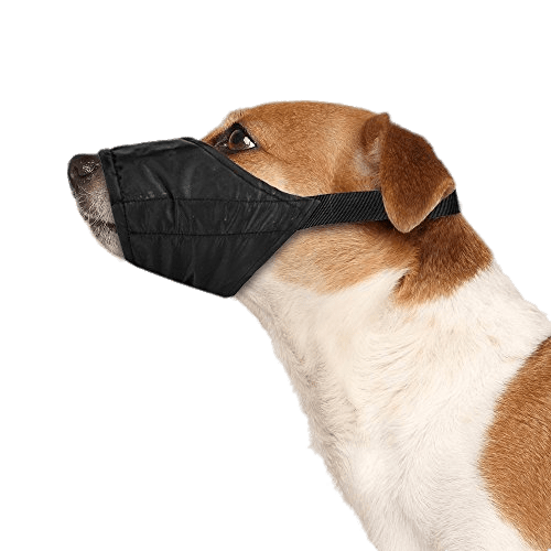 Dog Wearing Safety Muzzle