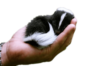 Baby Skunk In Hand