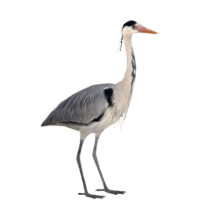 Grey Heron