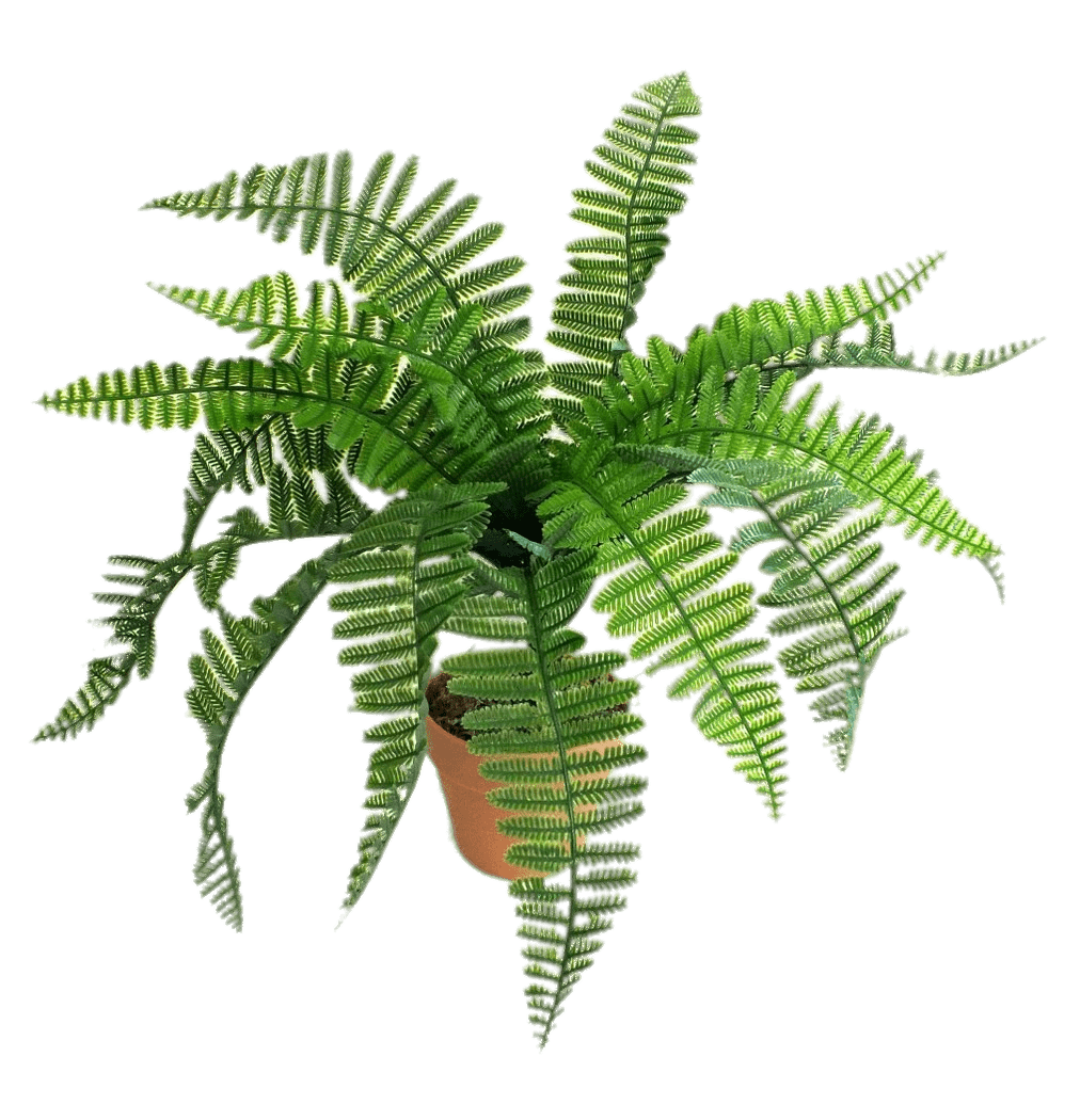 Artificial Fern