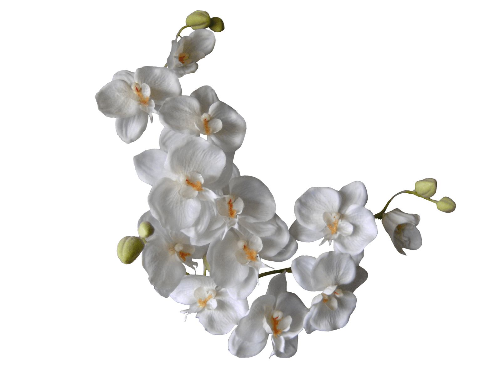 White Orchids On A Branch