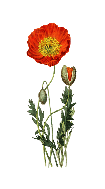 Vintage Poppy Flower