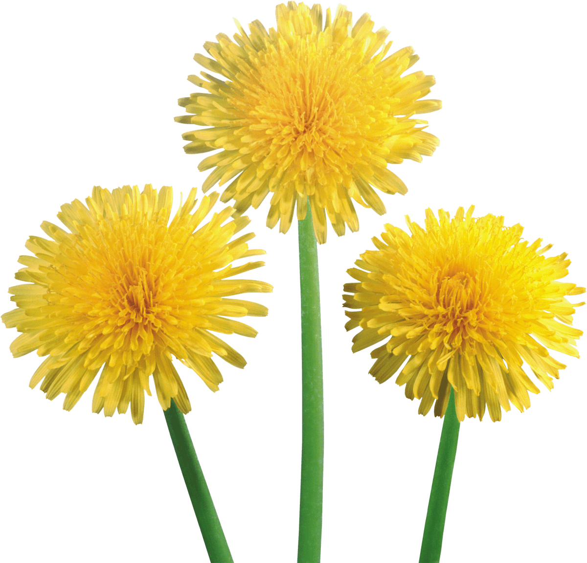 Dandelion Trio