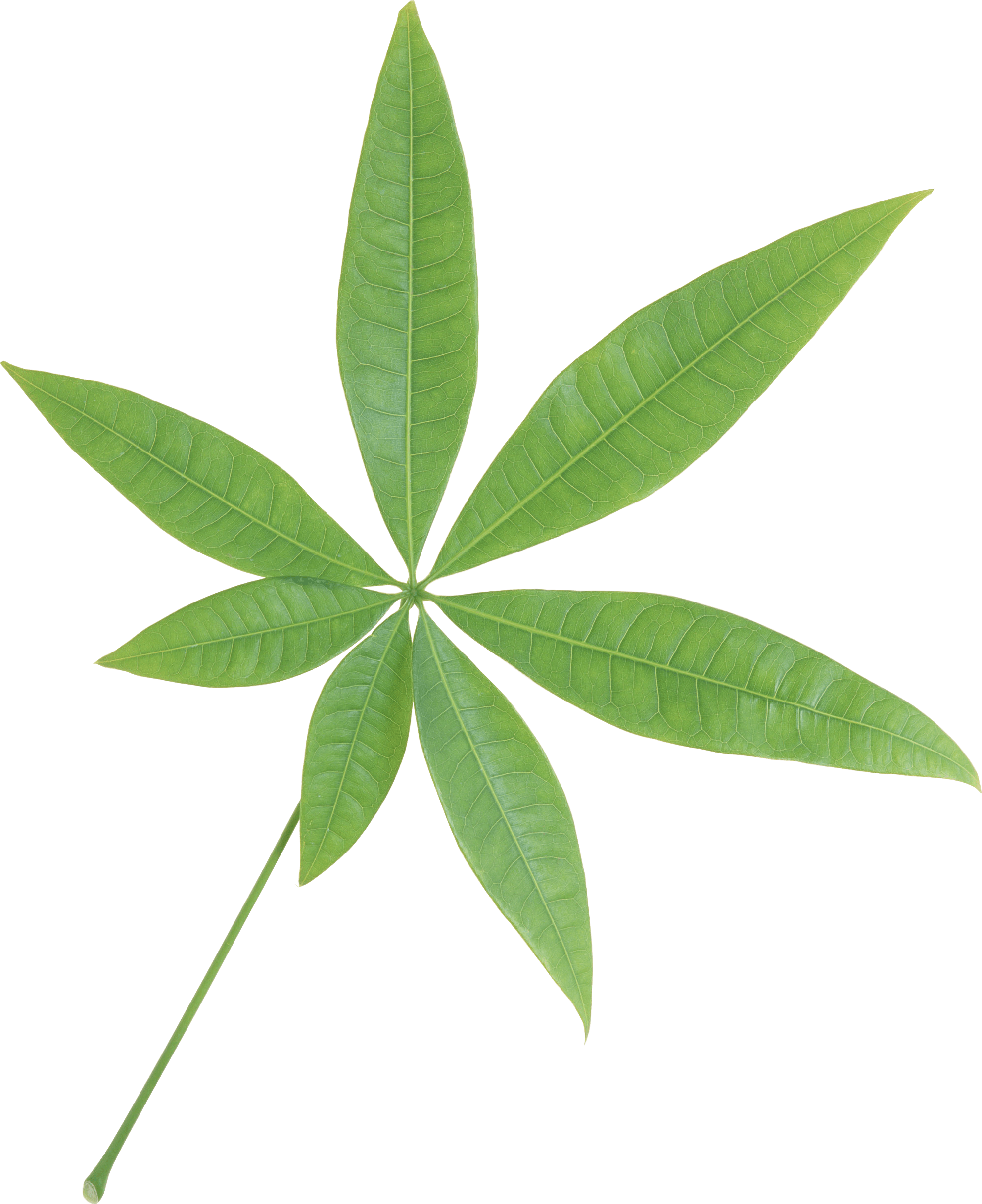 Isolated Star Green Leaf