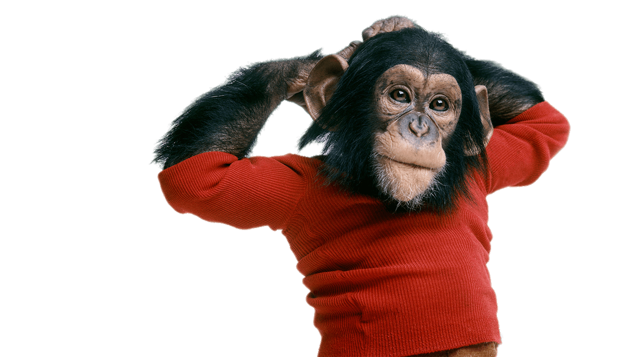 Chimpanzee Wearing Sweater