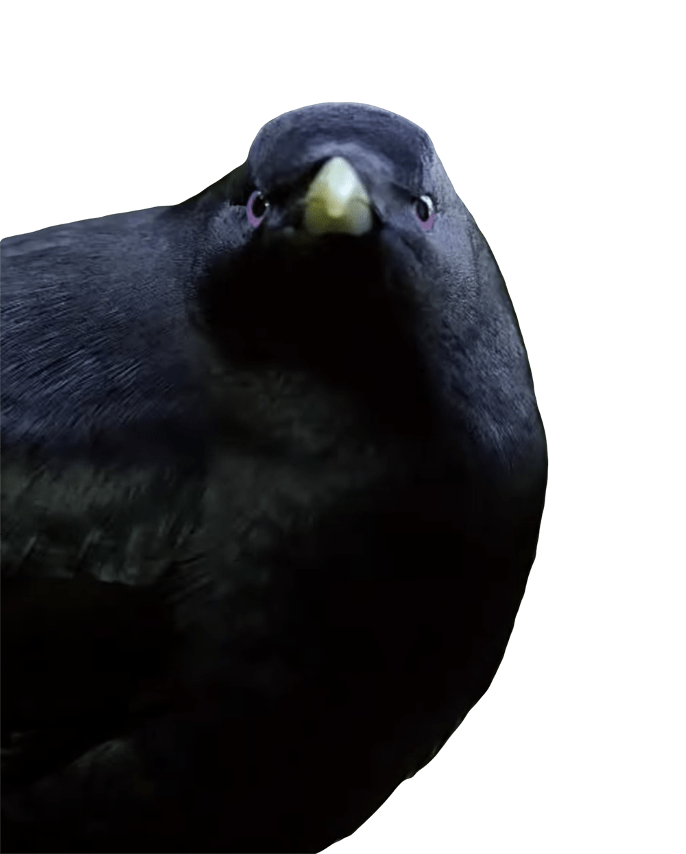 Lemme Smash Bird