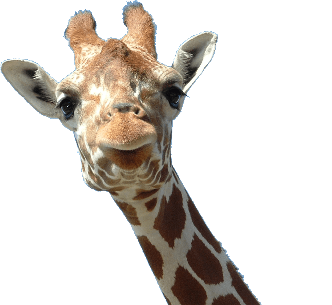 Giraffe Face