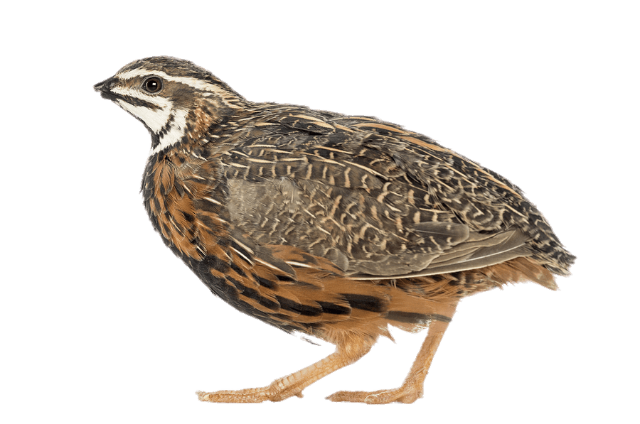 African Harlequin Quail