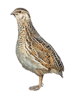 Quail Female Illustration
