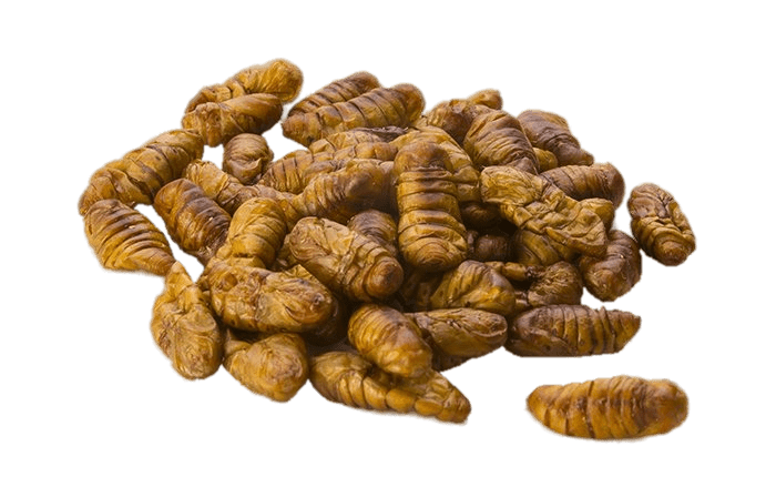 Edible Silkworms