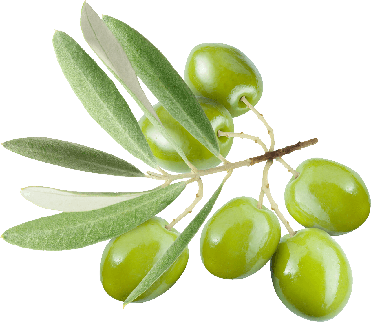Green Olives On Branch