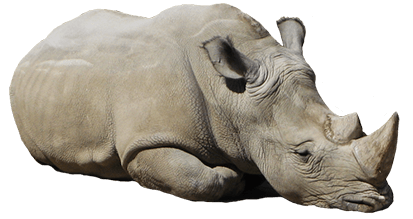 Rhinoceros Lying Down