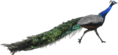 Peacock Running