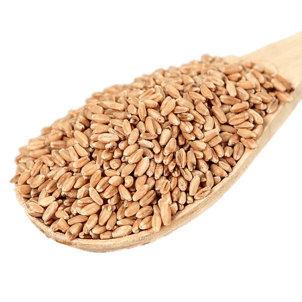 Scoop Of Wheat Berries