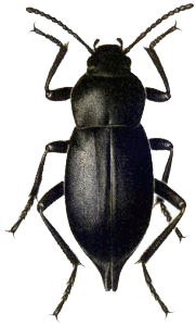 Beetle Black