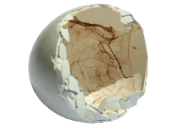 Inside Of Broken Eggshell