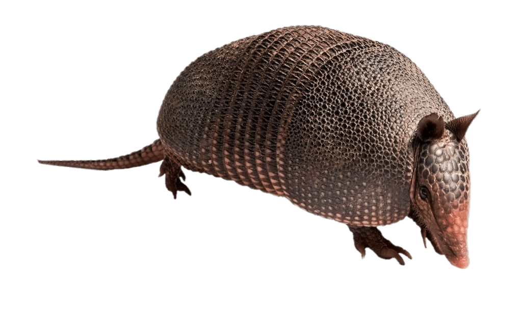 Armadillo