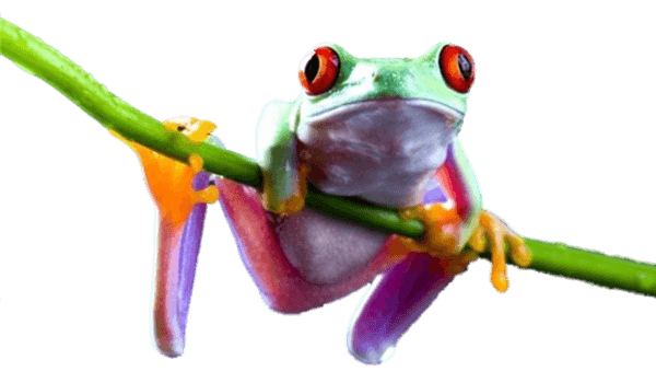 Frog On Branch