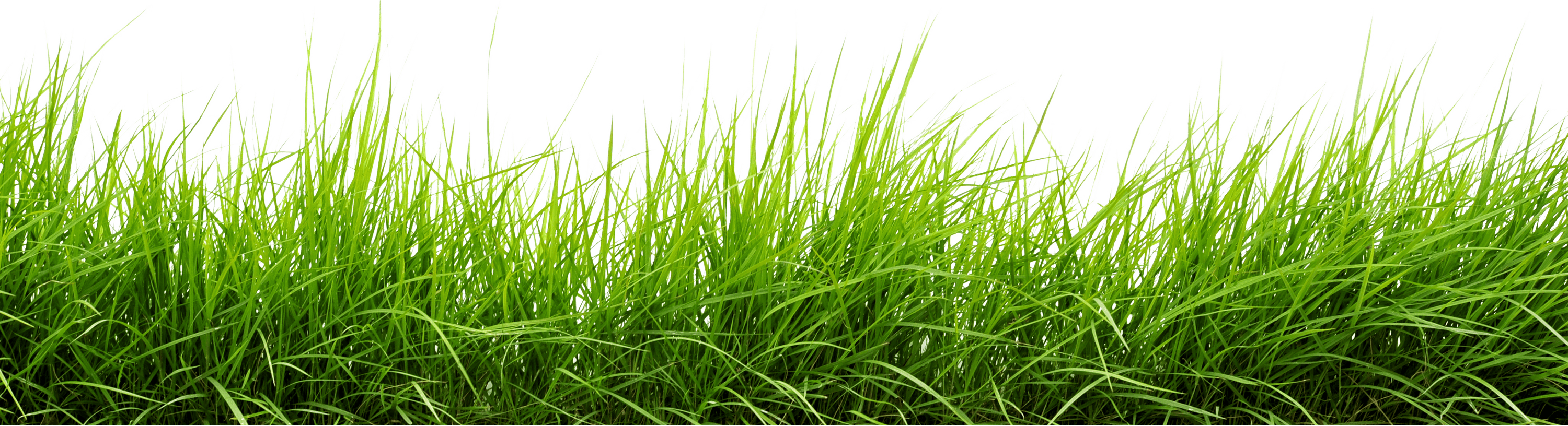 Line Of Grass