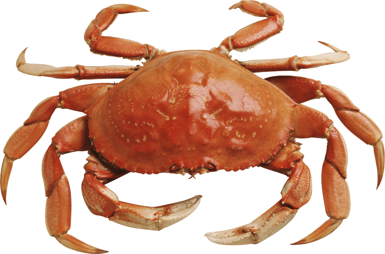 Crab Orange
