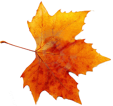 Autunm Leaf