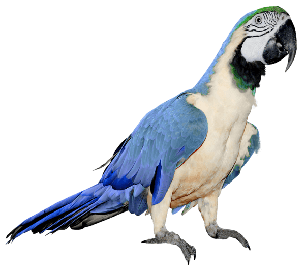 Blue Parrot